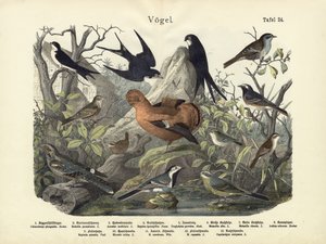 Vogels, c.1860 door German School